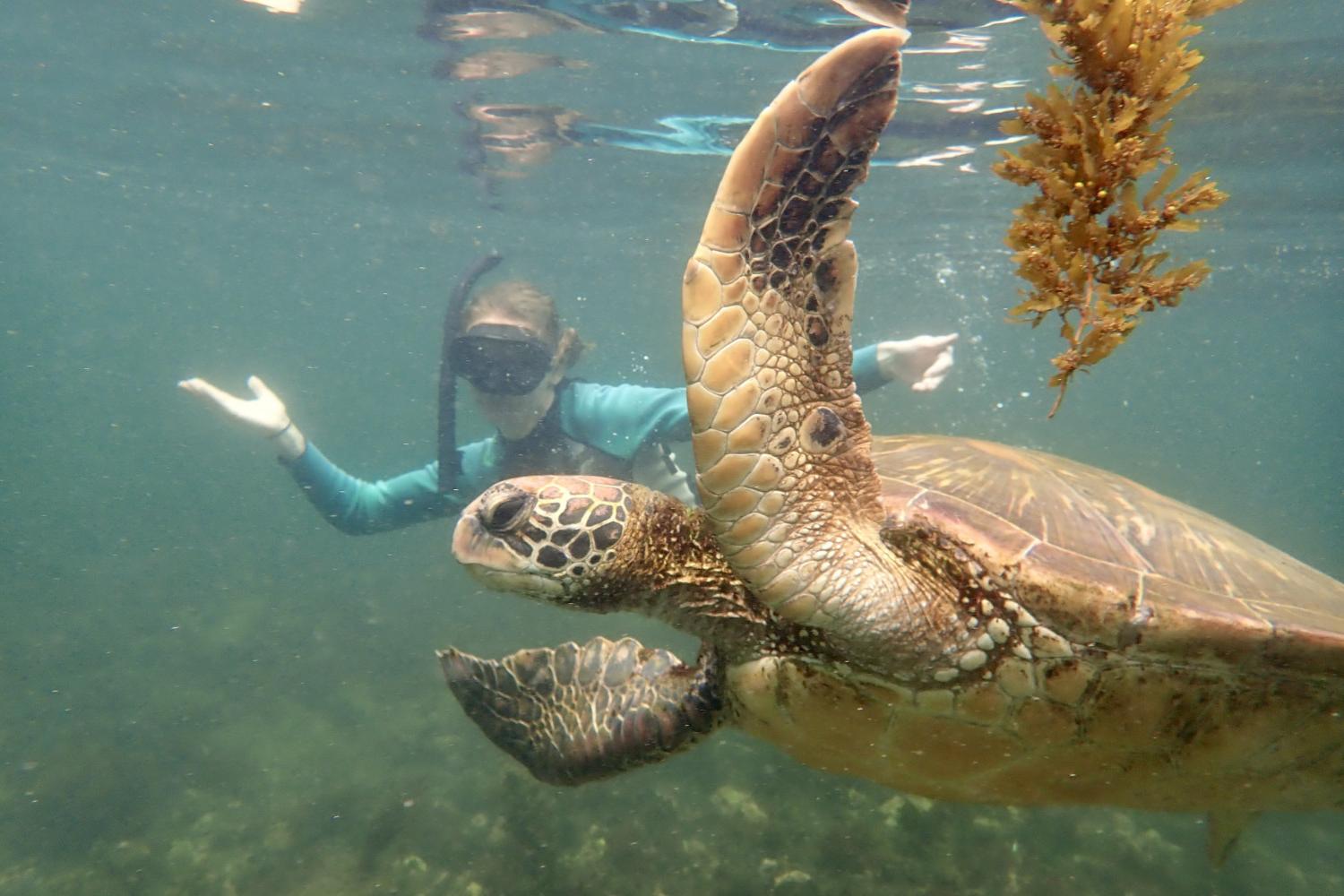 一名<a href='http://jobs.lcwk.net'>bv伟德ios下载</a>学生在Galápagos群岛游学途中与一只巨龟游泳.